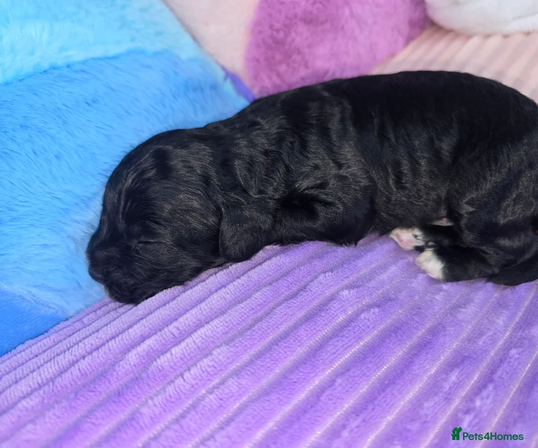 Cavapoo dogs for sale: 🩷🩵SMALL TOY🐶CAVAPOO PUPS🐶HEALTH DNA TESTED🩵🩷 - Advert 19