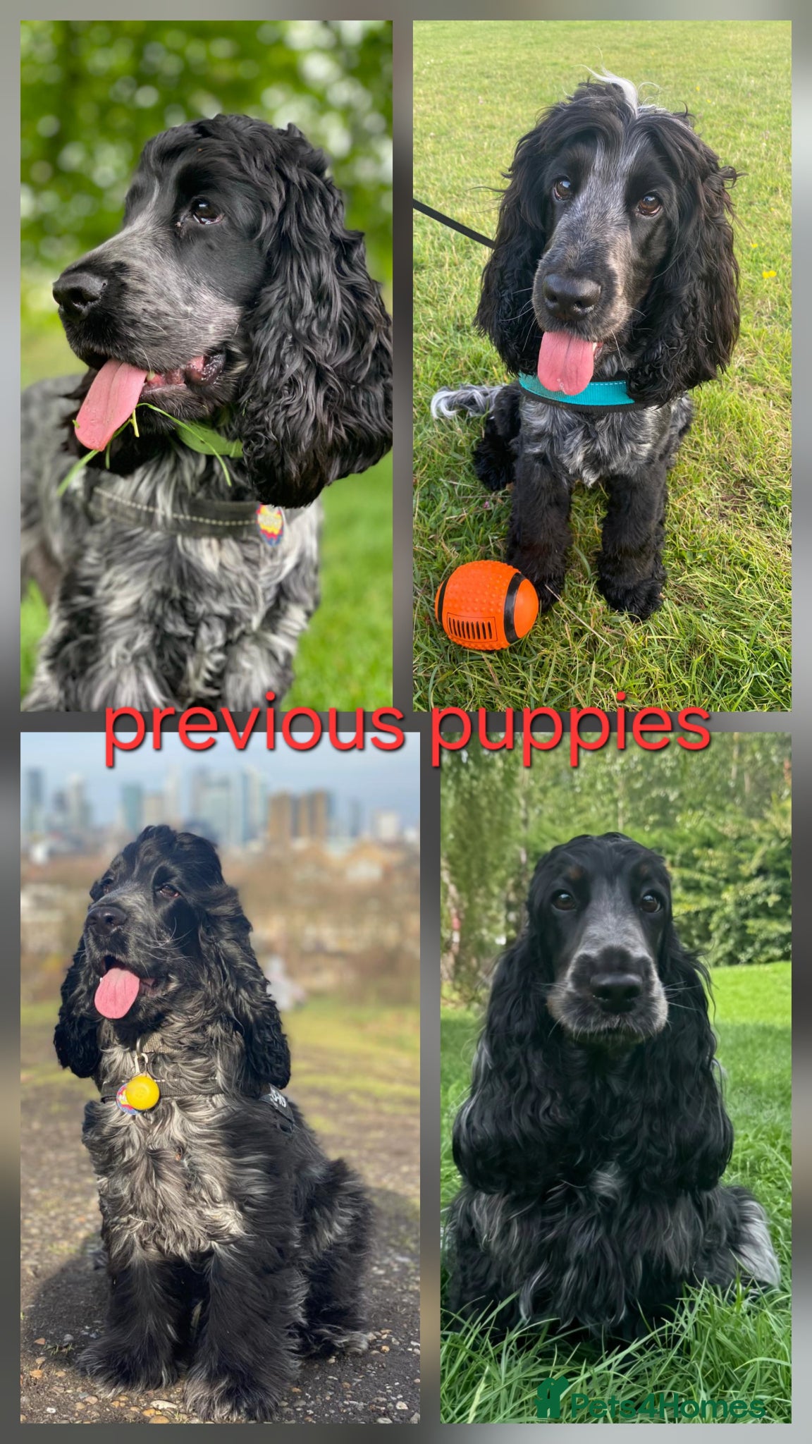 Cocker Spaniel dogs Kc, hip/Elbows, eye, dna clear parents - Advert 2