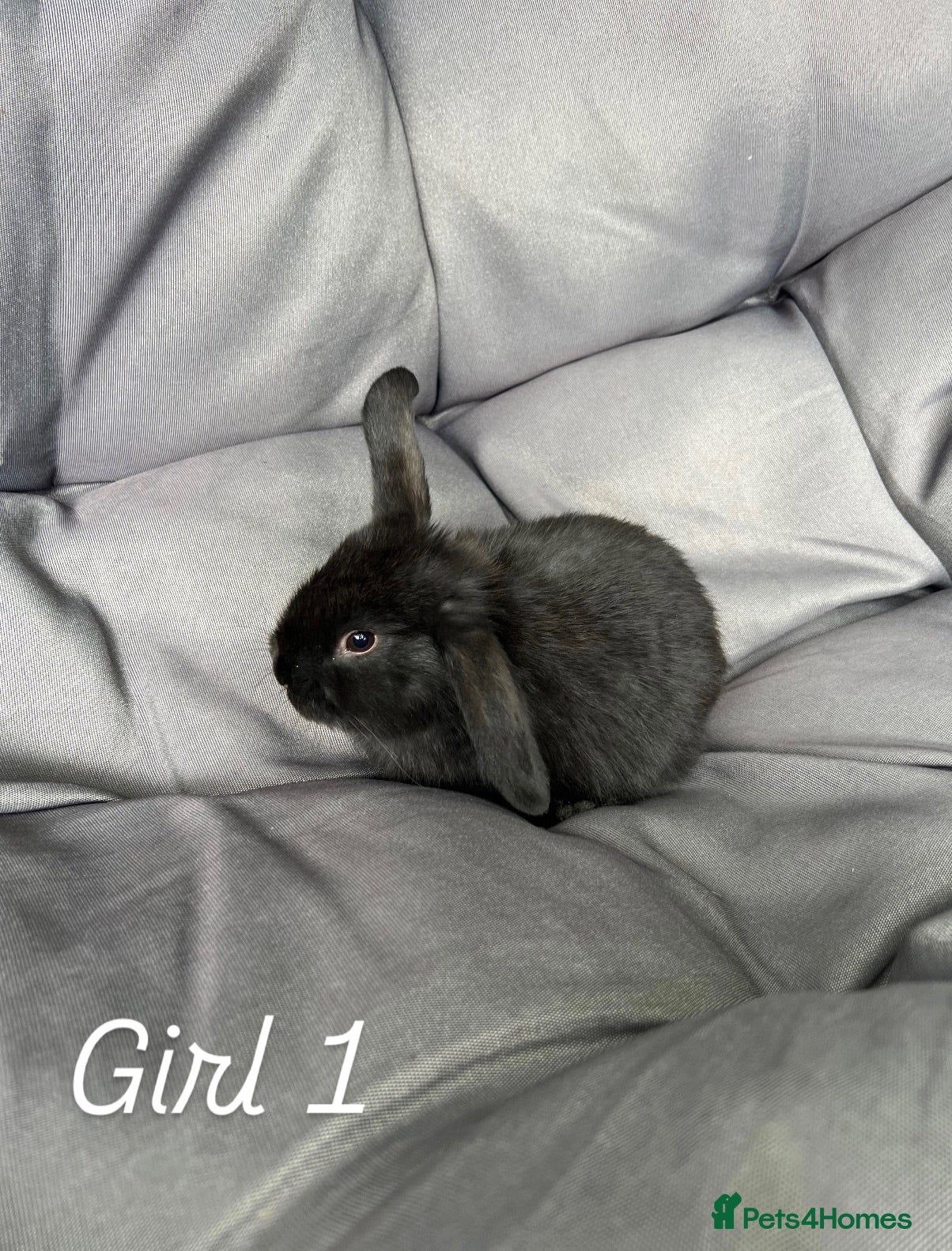 Mini Lop rabbits for sale: Mini lops - Advert 2