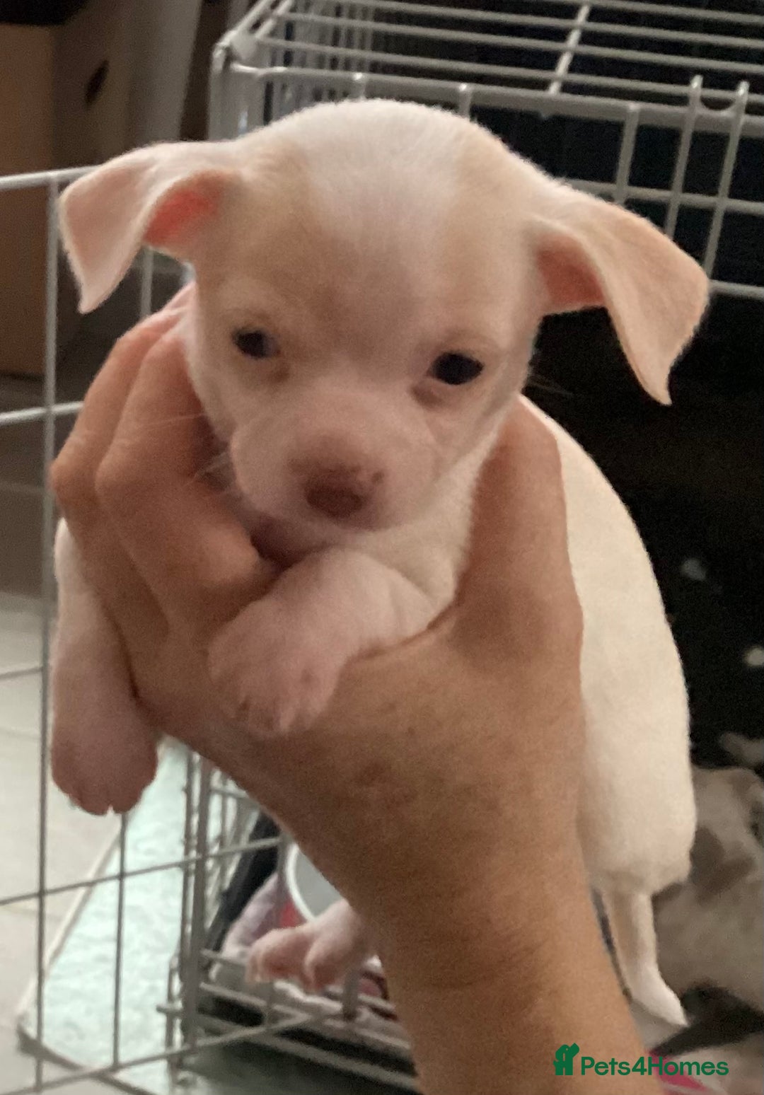 Chihuahua dogs for sale: Chihuahua babies ready now - Image 19