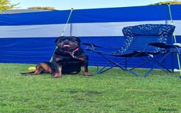 Rottweiler dogs for sale: Beautiful rottie looking for her forever home in Wednesbury - Image 11