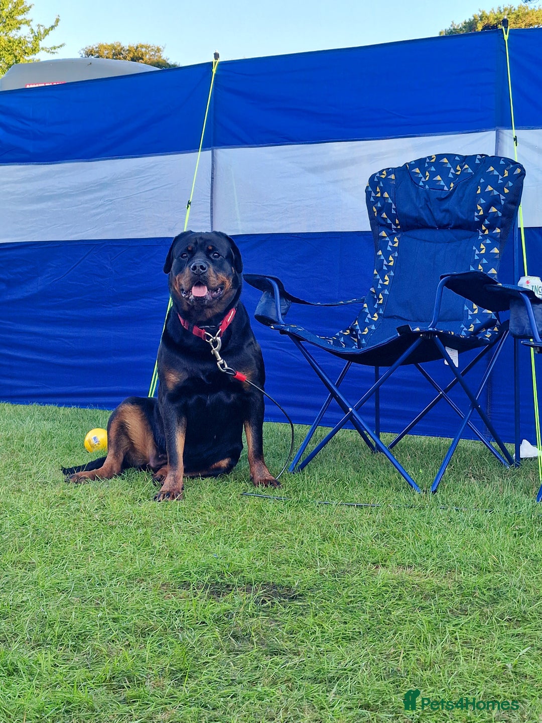 Rottweiler dogs for sale: Beautiful rottie looking for her forever home in Wednesbury - Image 11