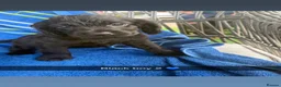 Sprocker dogs for sale: Sprocker Spaniels - Advert 14