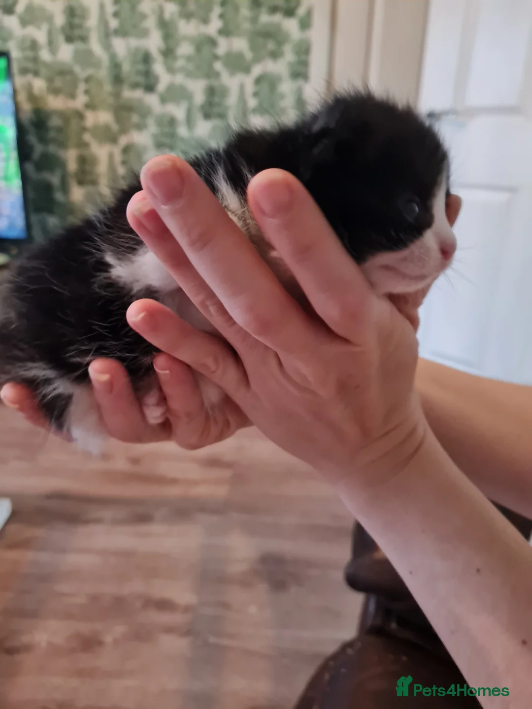 Mixed Breed cats for sale: Fluffy cute chunky kittens! - Advert 15