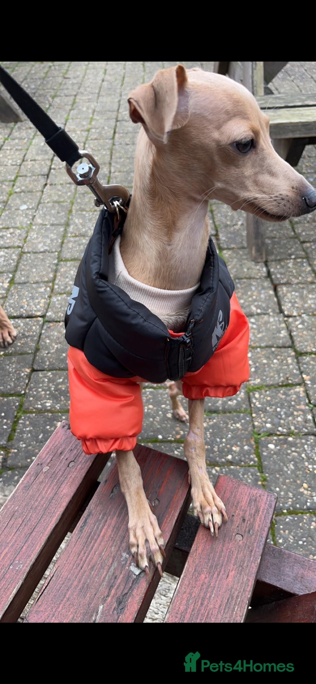Italian Greyhound dogs for stud: Tiny stud with HUGE personality - Advert 4