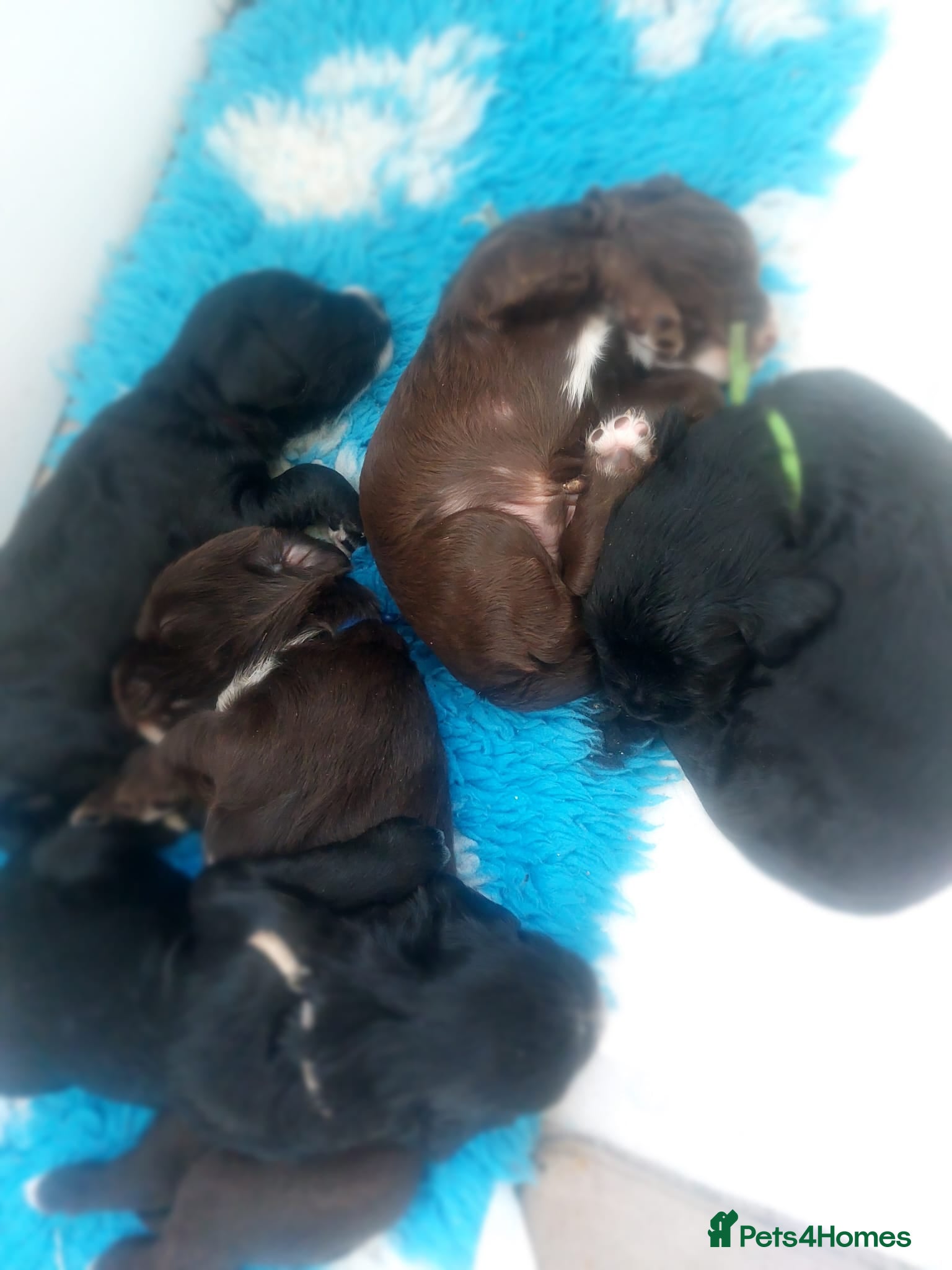 Sprocker dogs for sale: Sprocker Spaniel DWKC registered working line pups - Advert 14