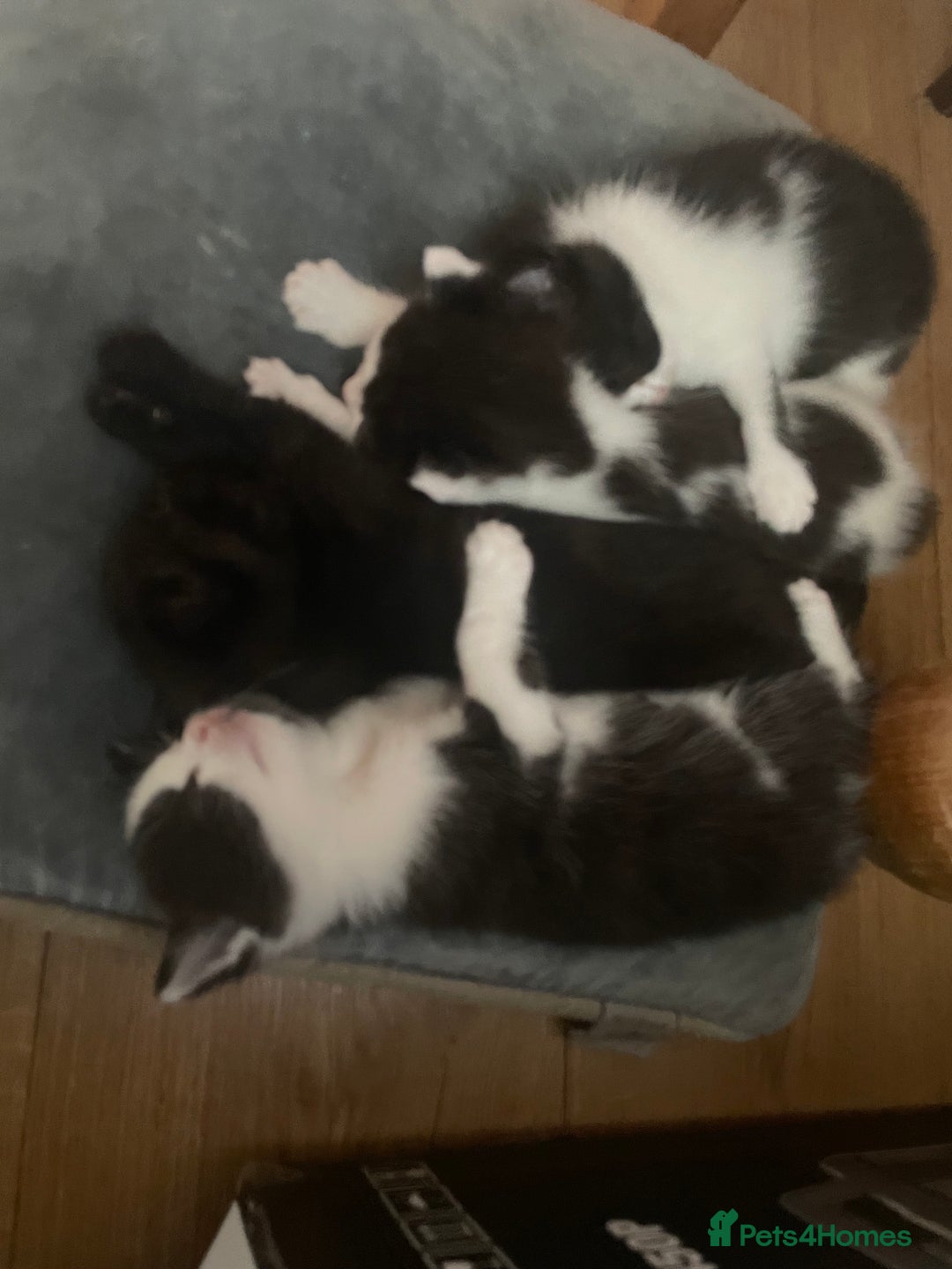 British Longhair cats for sale: British Longhair x domestic black white kittens - Image 13