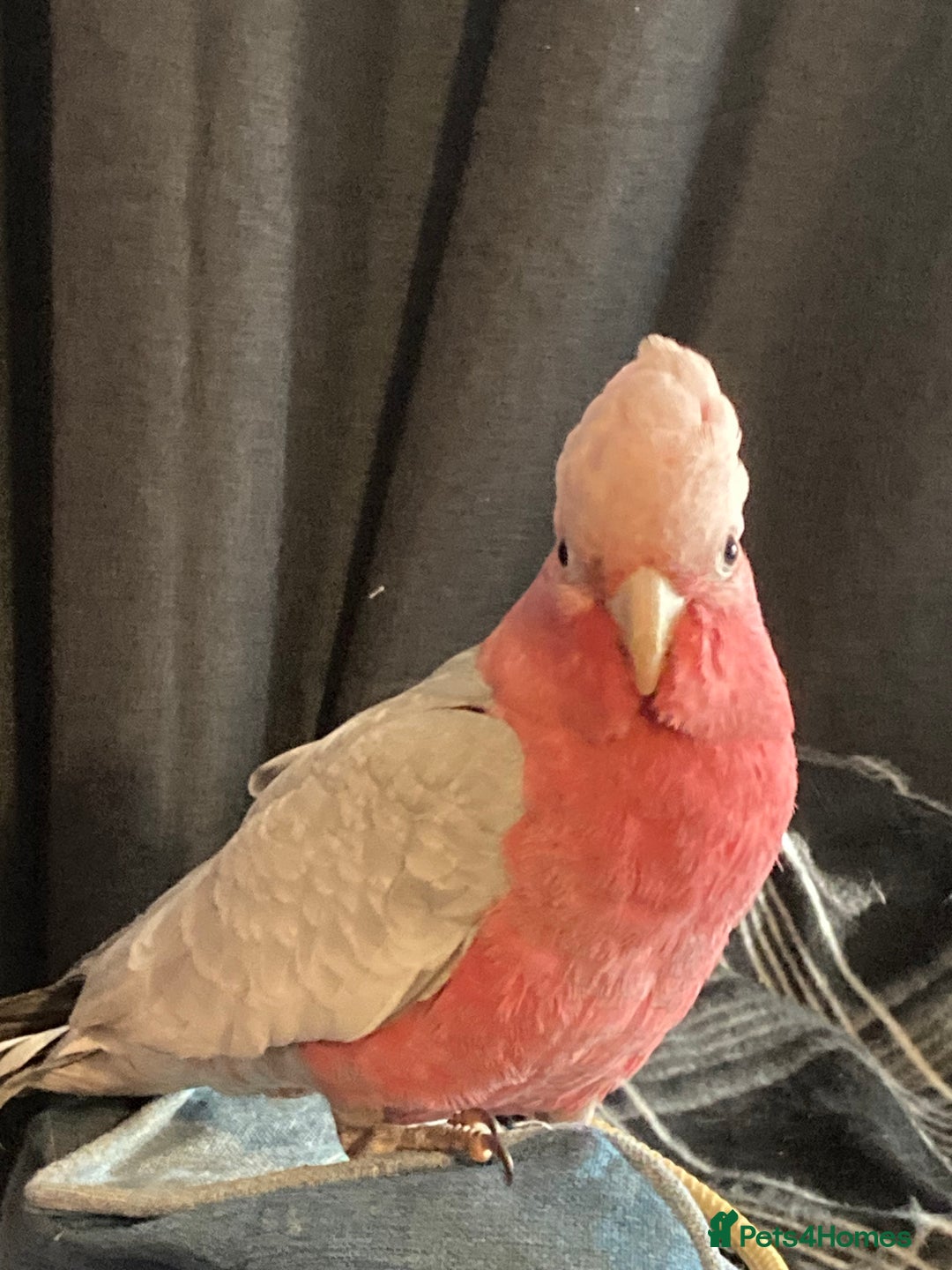 Cockatoo birds for sale: Male Galah cockatoo with cage - Advert 6