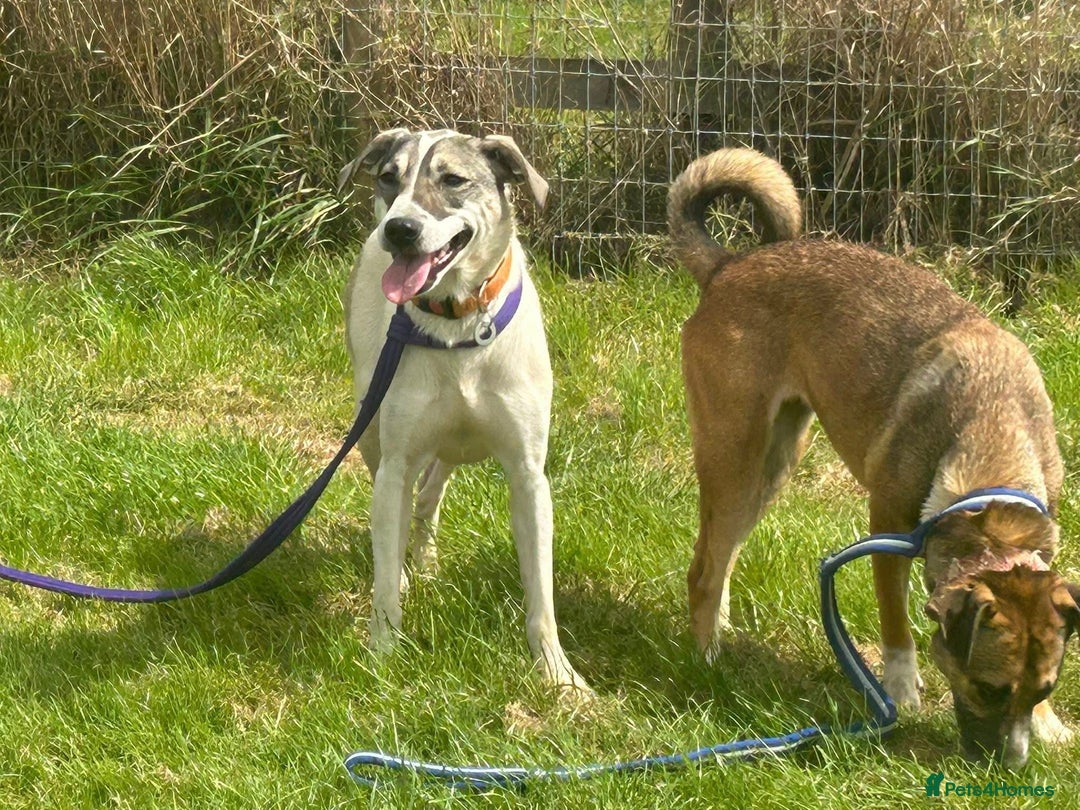 Mixed Breed dogs for adoption: Lotty (2) Norwich Norfolk  - Image 10