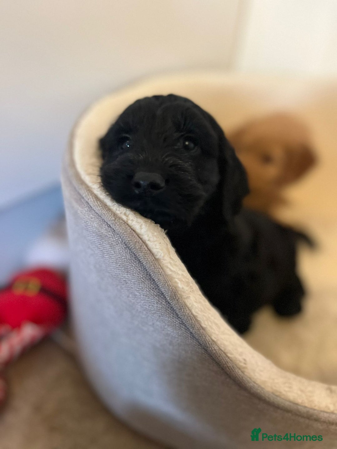 Cockapoo dogs for sale: Beautiful puppies  - Advert 8