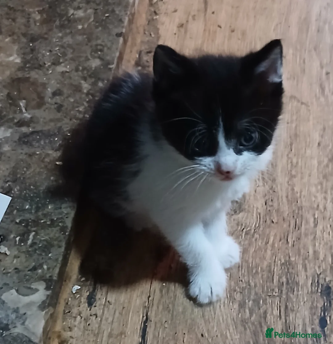 Mixed Breed cats for sale: 3 kittens  - Advert 2