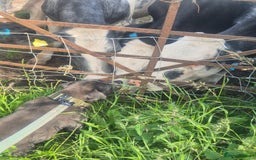 Staffordshire Bull Terrier dogs for sale: Male Staffordshire  - Image 3