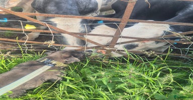 Staffordshire Bull Terrier dogs - Advert 8