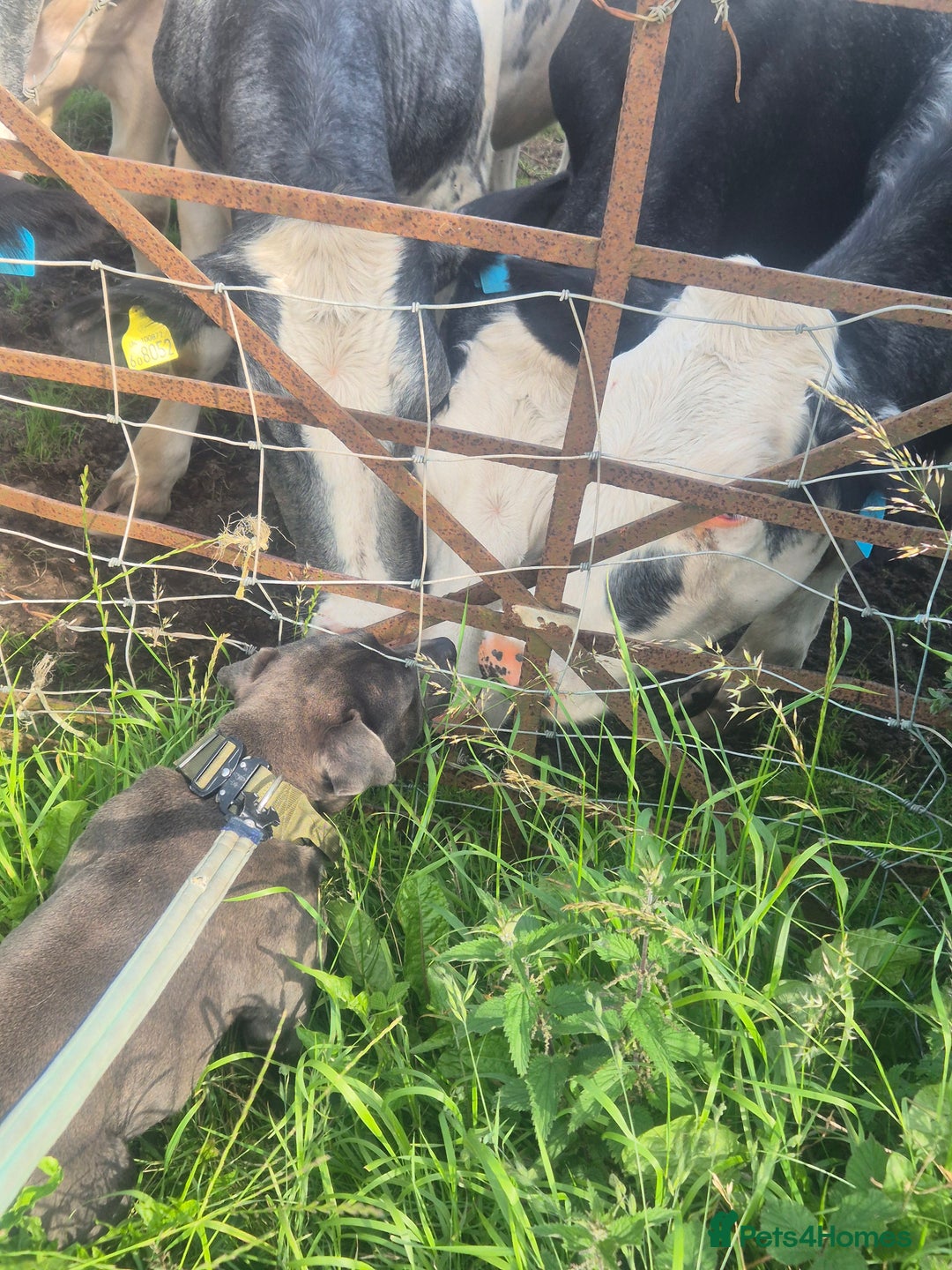 Staffordshire Bull Terrier dogs for sale: Male Staffordshire  - Image 3