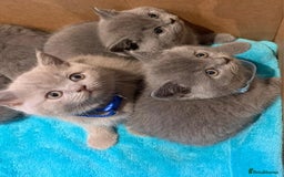 British Shorthair cats for sale: Full Pedigree stunning British Shorthair kittens  - Image 12