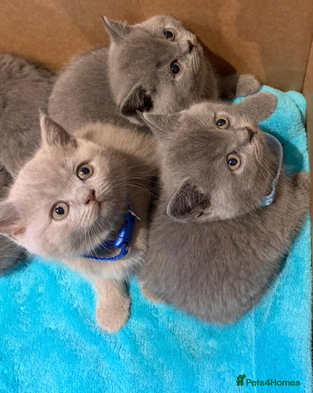 British Shorthair cats for sale: Full Pedigree stunning British Shorthair kittens  - Image 12