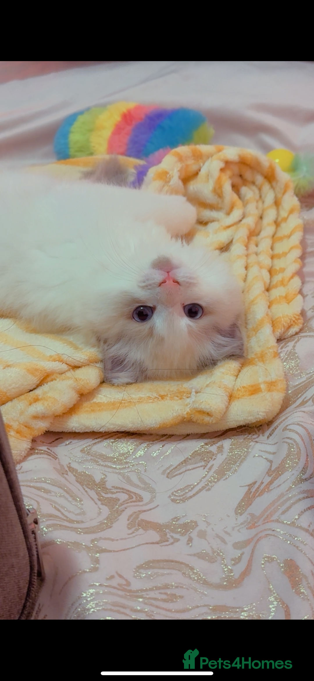 Ragdoll cats for sale: Male Ragdoll - Image 4