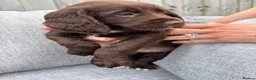 Cocker Spaniel dogs for sale: Working cocker spaniel pups - Advert 6