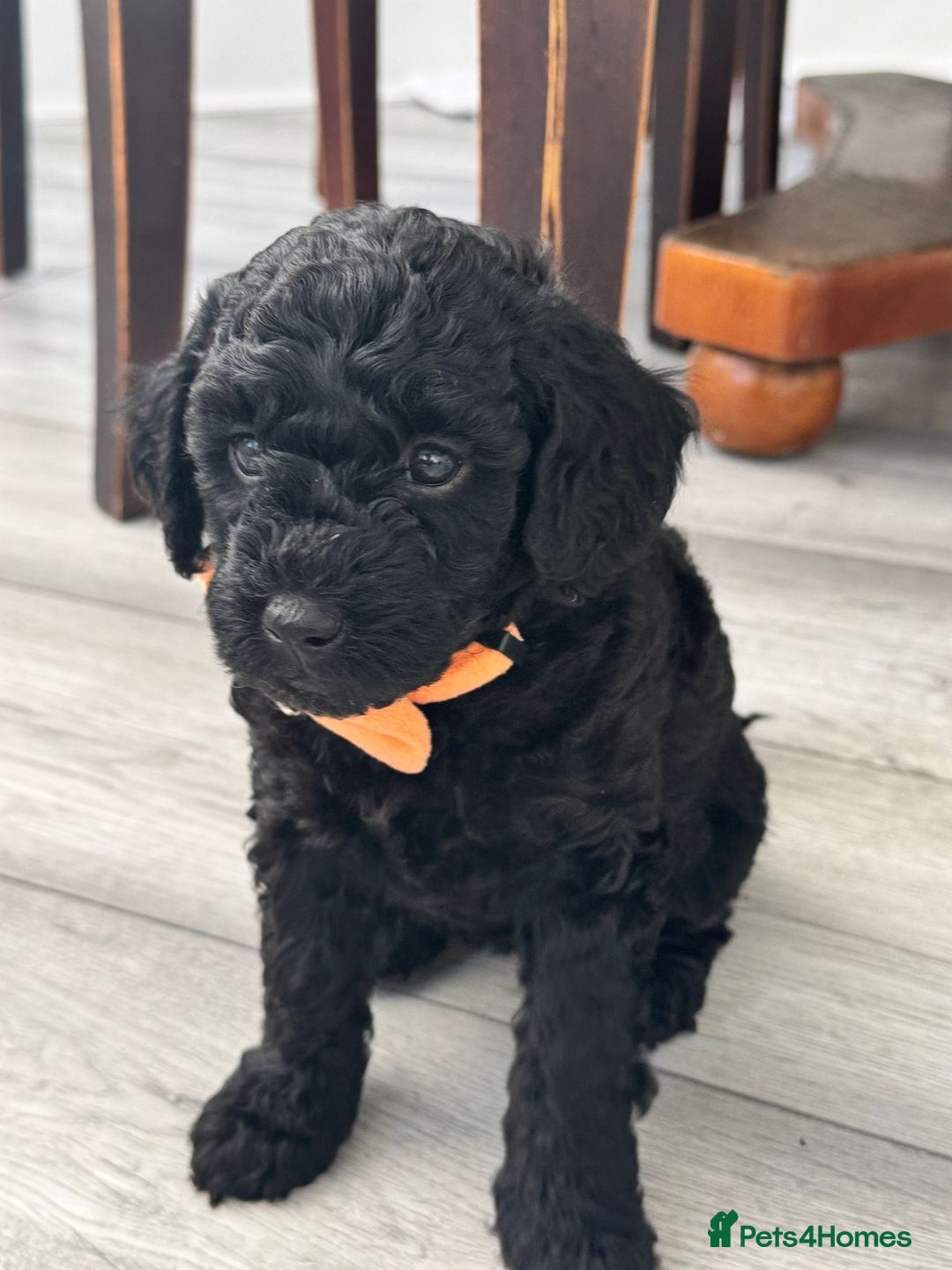 Mini Goldendoodle dogs for sale: A Bundle of Joy F1BB Mini Goldendoodle - Image 14