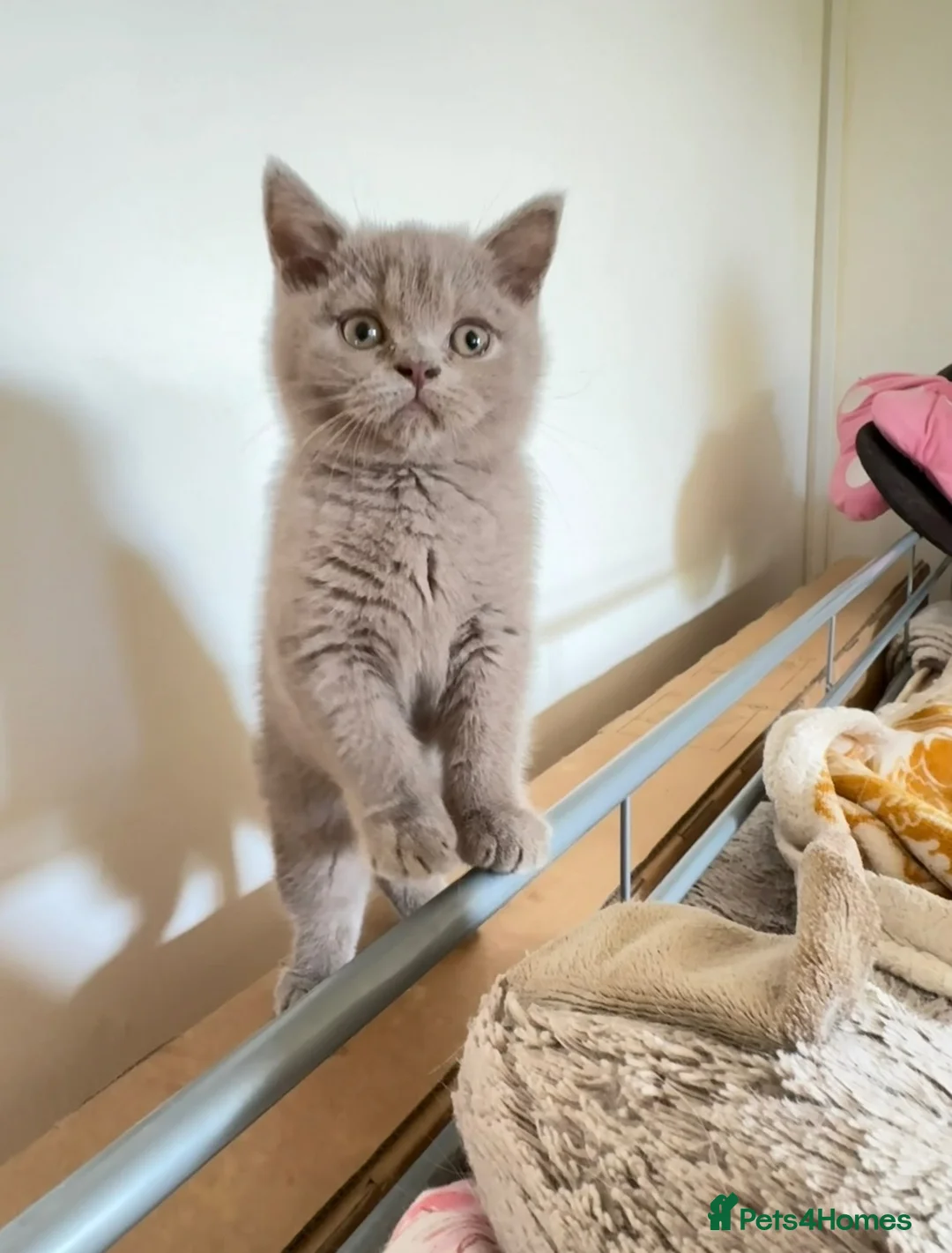 British Shorthair cats for sale: Lilac British Shorthair - Advert 4