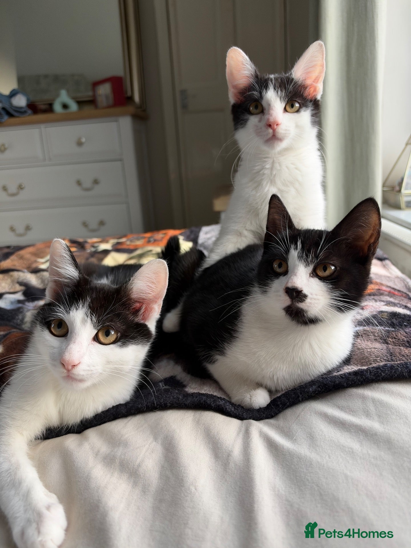 Mixed Breed cats Mixed kittens  - Advert 1