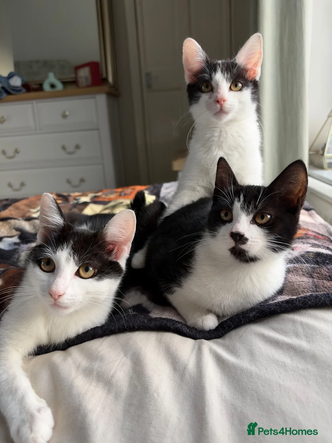 Mixed Breed cats for sale: Mixed kittens  - Advert 1