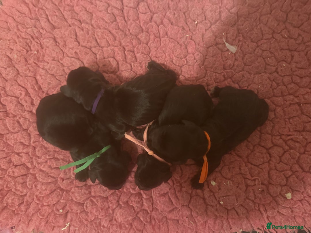 Cocker Spaniel dogs for sale: 🖤 Quality Working Cocker Spaniels: Ready March🖤 - Advert 6