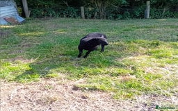 Sheep livestock for sale: Shetland x black welsh mountain ewe lamb  - Image 2