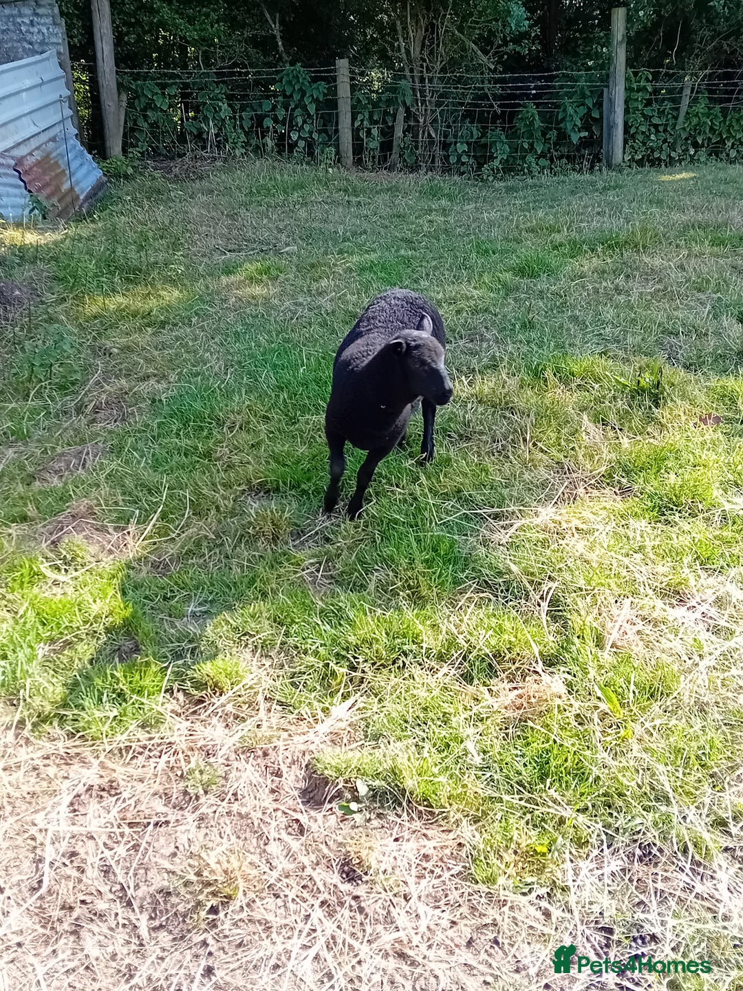 Sheep livestock for sale: Shetland x black welsh mountain ewe lamb  - Image 2