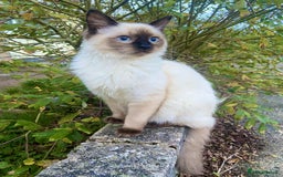 Ragdoll cats for sale: Stunning Rgdoll mix kittens !!!  - Image 8