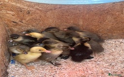 Ducks poultry for sale: Indian runner ducklings - Image 23