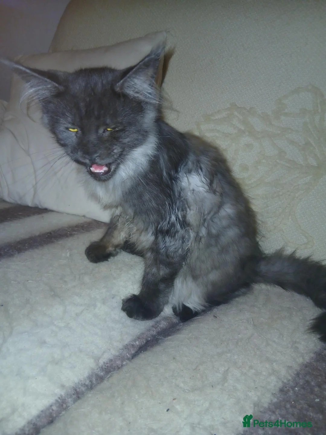 Maine Coon cats for sale: Maine coon Male - Advert 2
