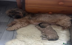 Mixed Breed dogs for sale: Two Shih tzu mix puppies for sale  - Advert 12