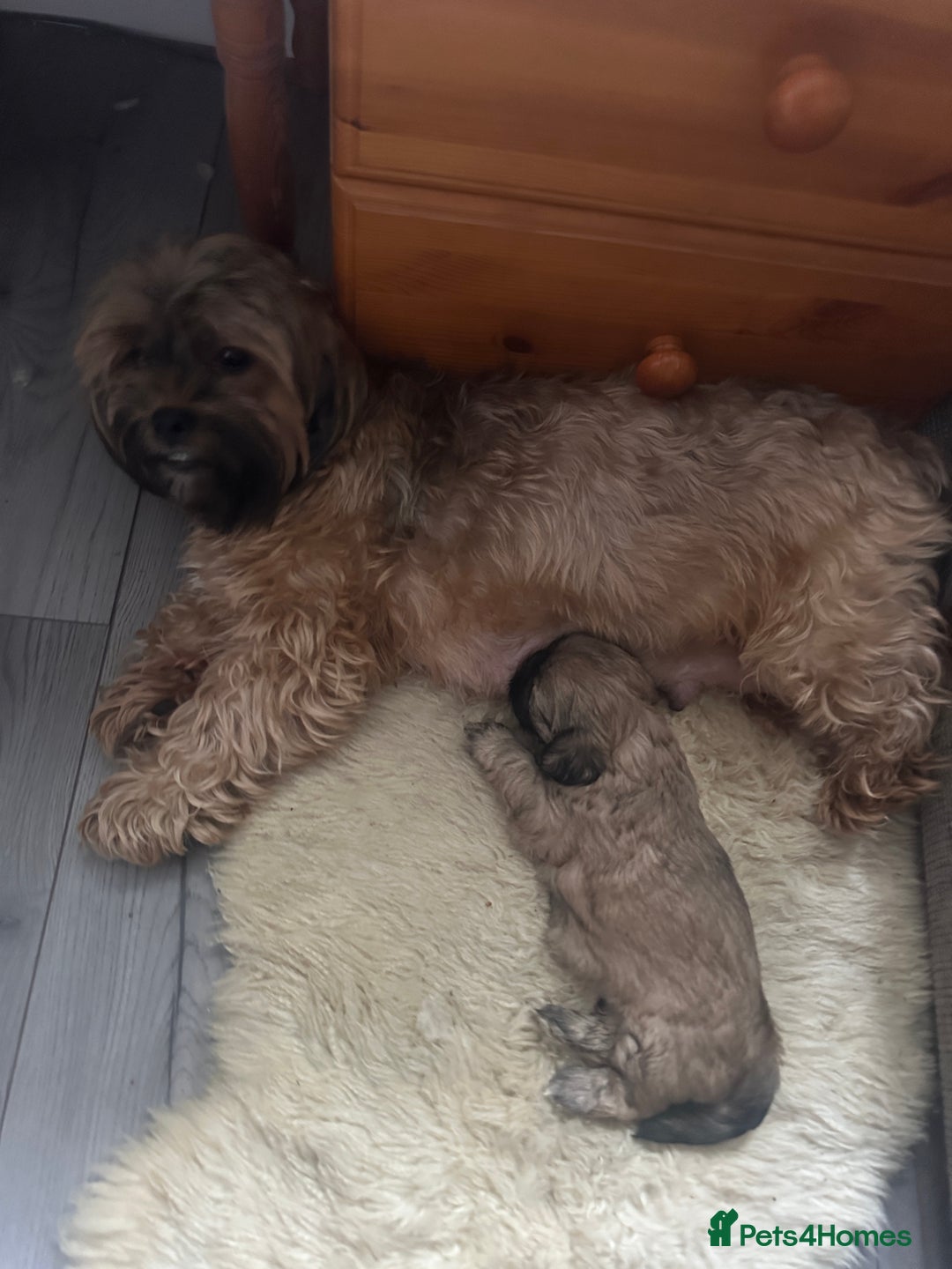 Mixed Breed dogs for sale: Two Shih tzu mix puppies for sale  - Advert 12