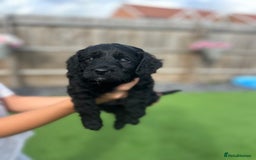 Cavapoo dogs for sale: *RARE Gorgeous Cavapoo Puppies! 🐾❤️* - Image 3