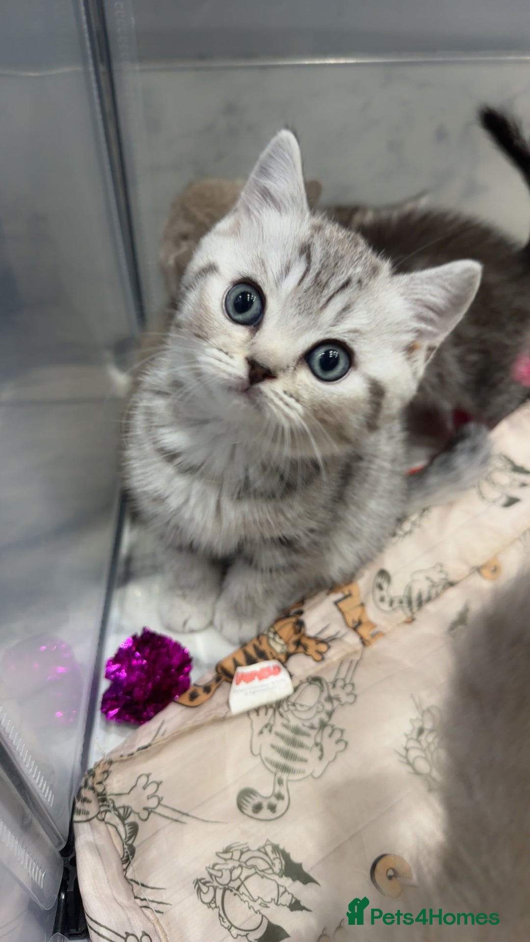 British Shorthair cats for sale: Beautiful silver spotted british shorthair kittens - Image 7