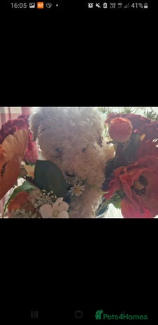 Labradoodle dogs in Spalding - Advert 2