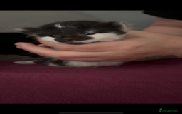 British Shorthair cats for sale: 1 male 1 female kitten  - Image 4