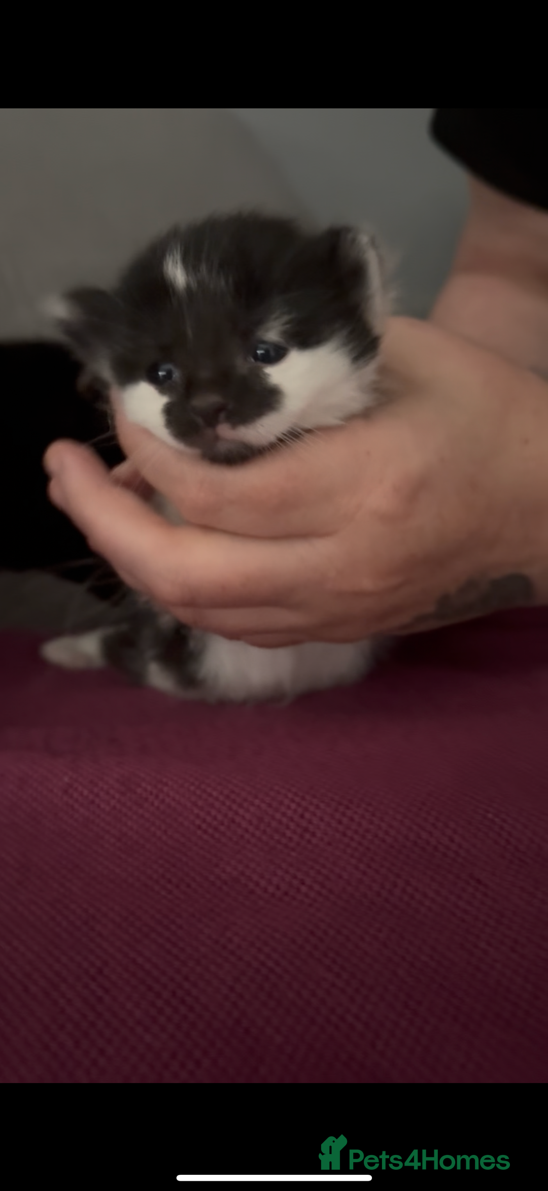 British Shorthair cats for sale: 1 male 1 female kitten  - Image 4