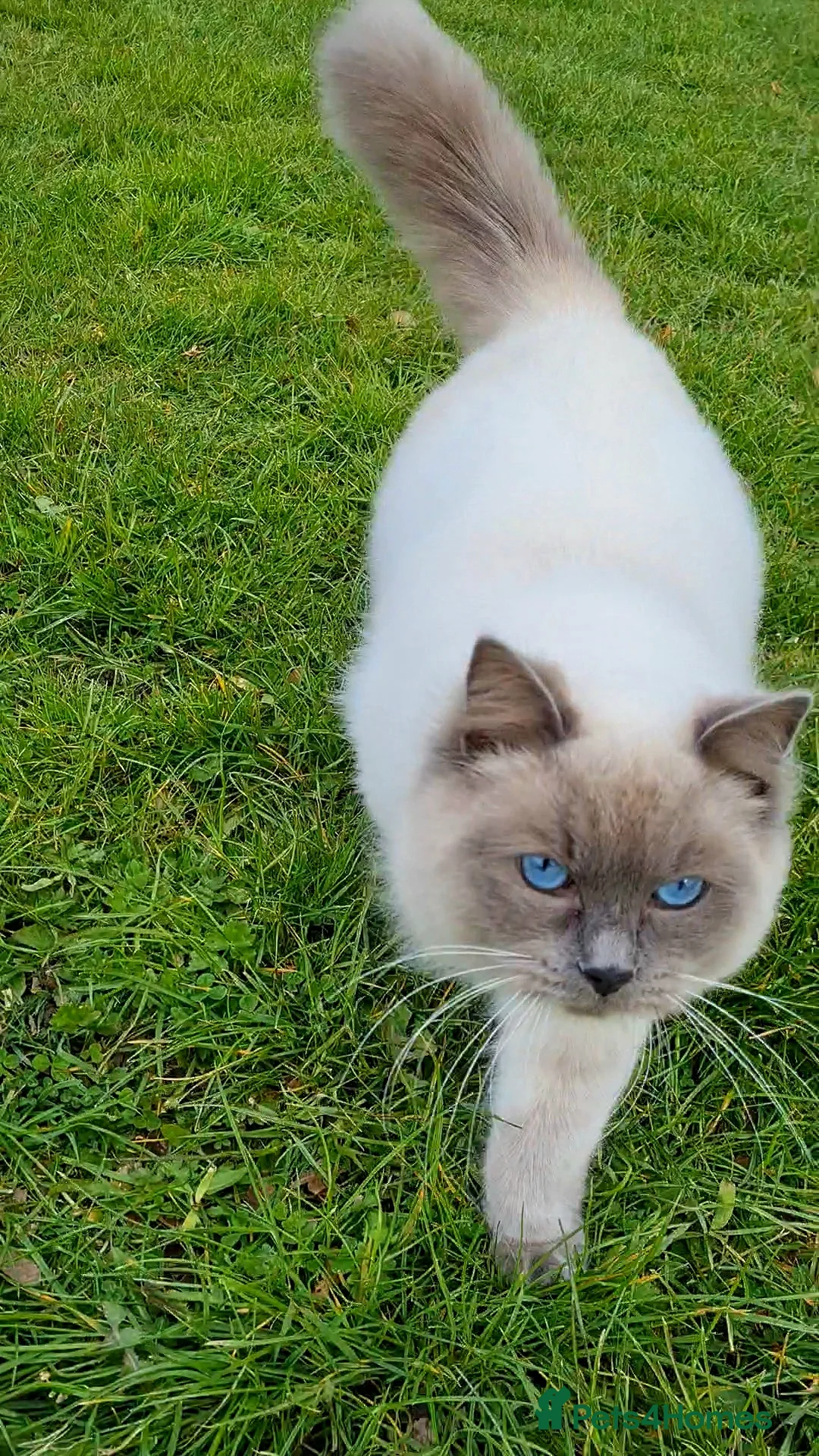 Ragdoll cats for stud: Stud Muffin in Ilkeston - Advert 2