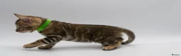 Bengal cats for sale: TICA Registered Brown & Snow Lynx Bengal Kittens - Advert 17