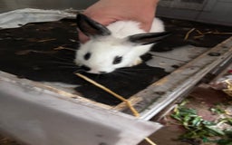 Lionhead rabbits for sale: Lionhead rabbits  - Image 9