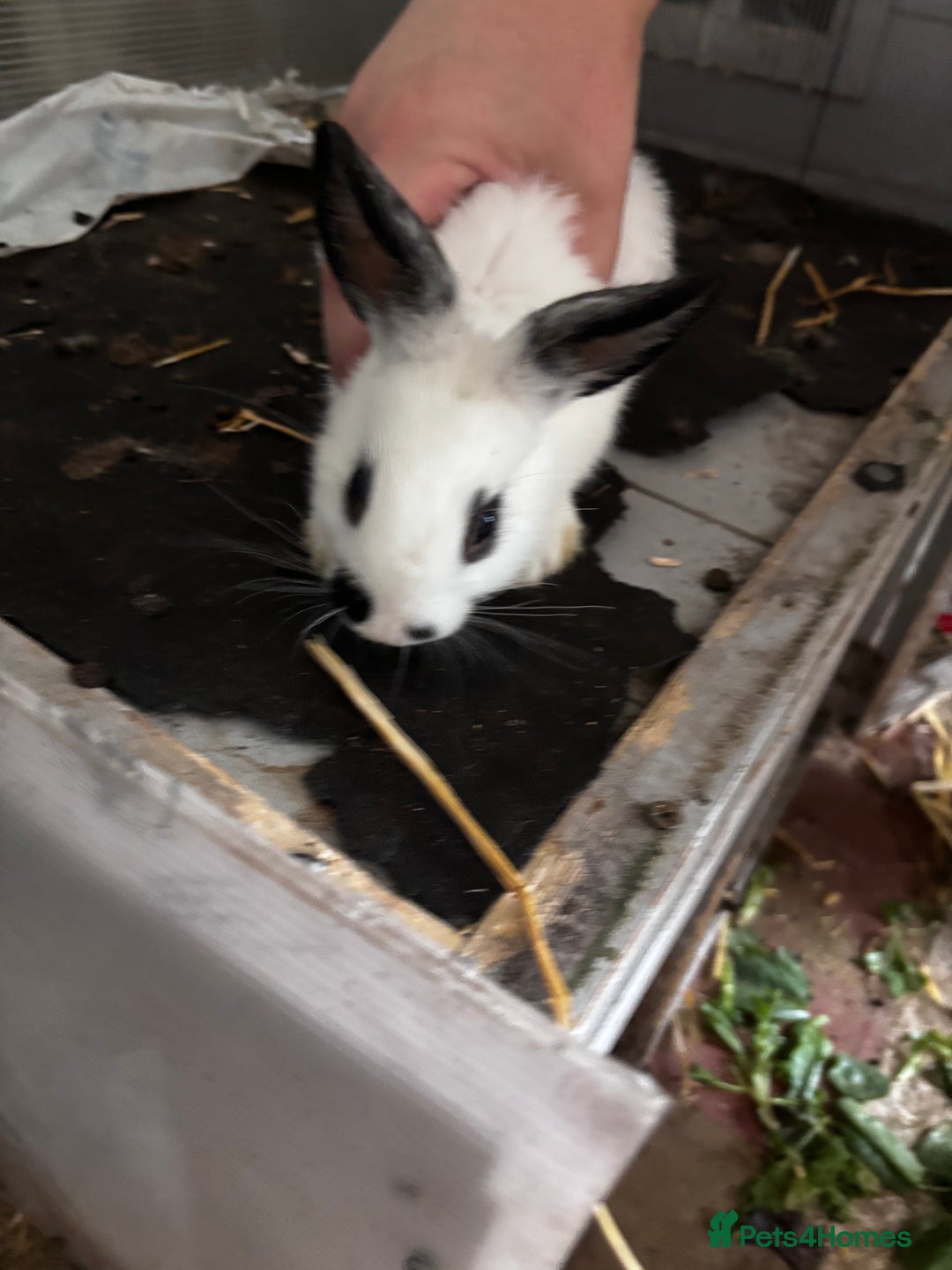 Lionhead rabbits for sale: Lionhead rabbits  - Image 9