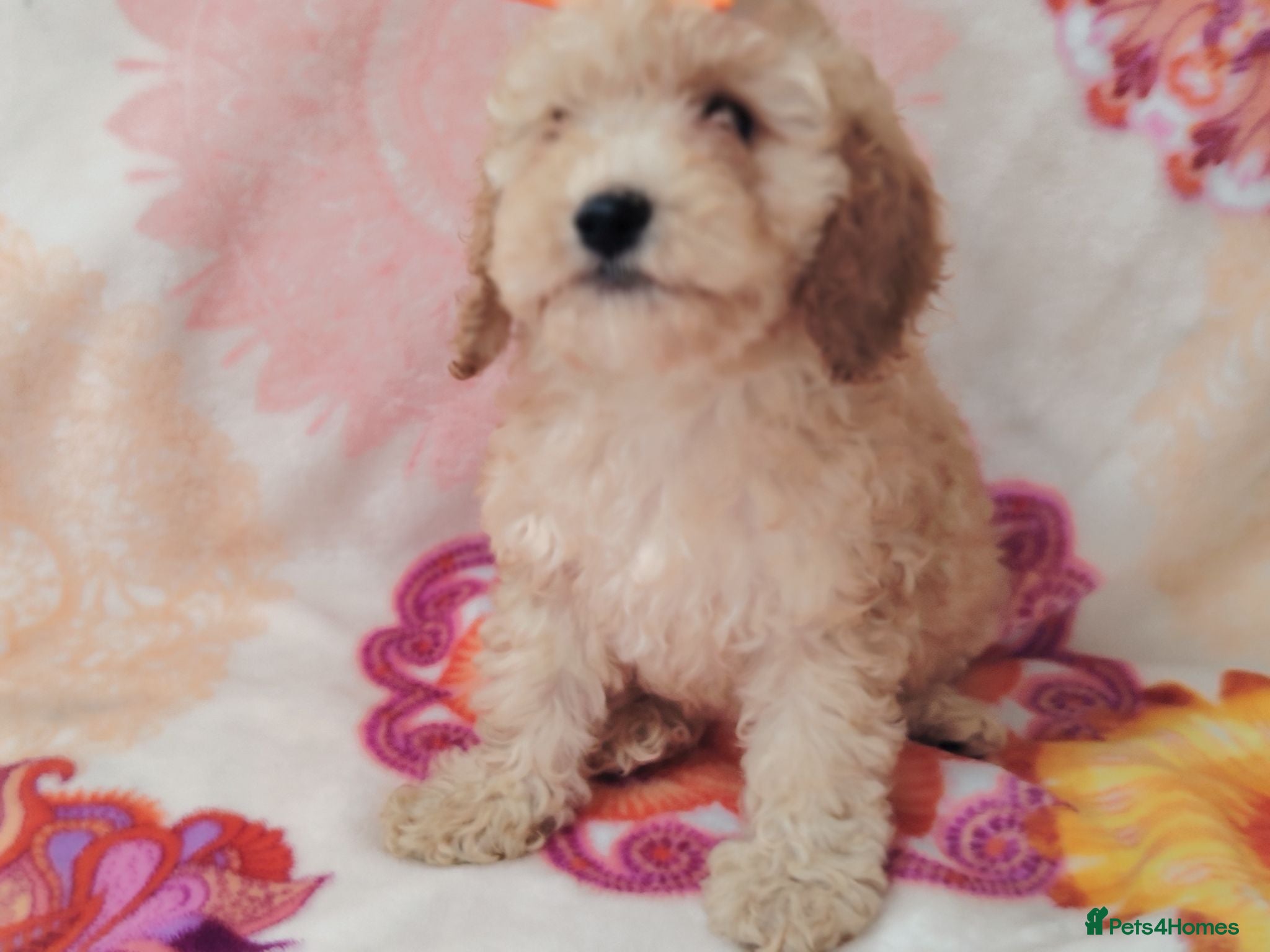 Cockapoo dogs Miniature cockapoo puppies  - Advert 2