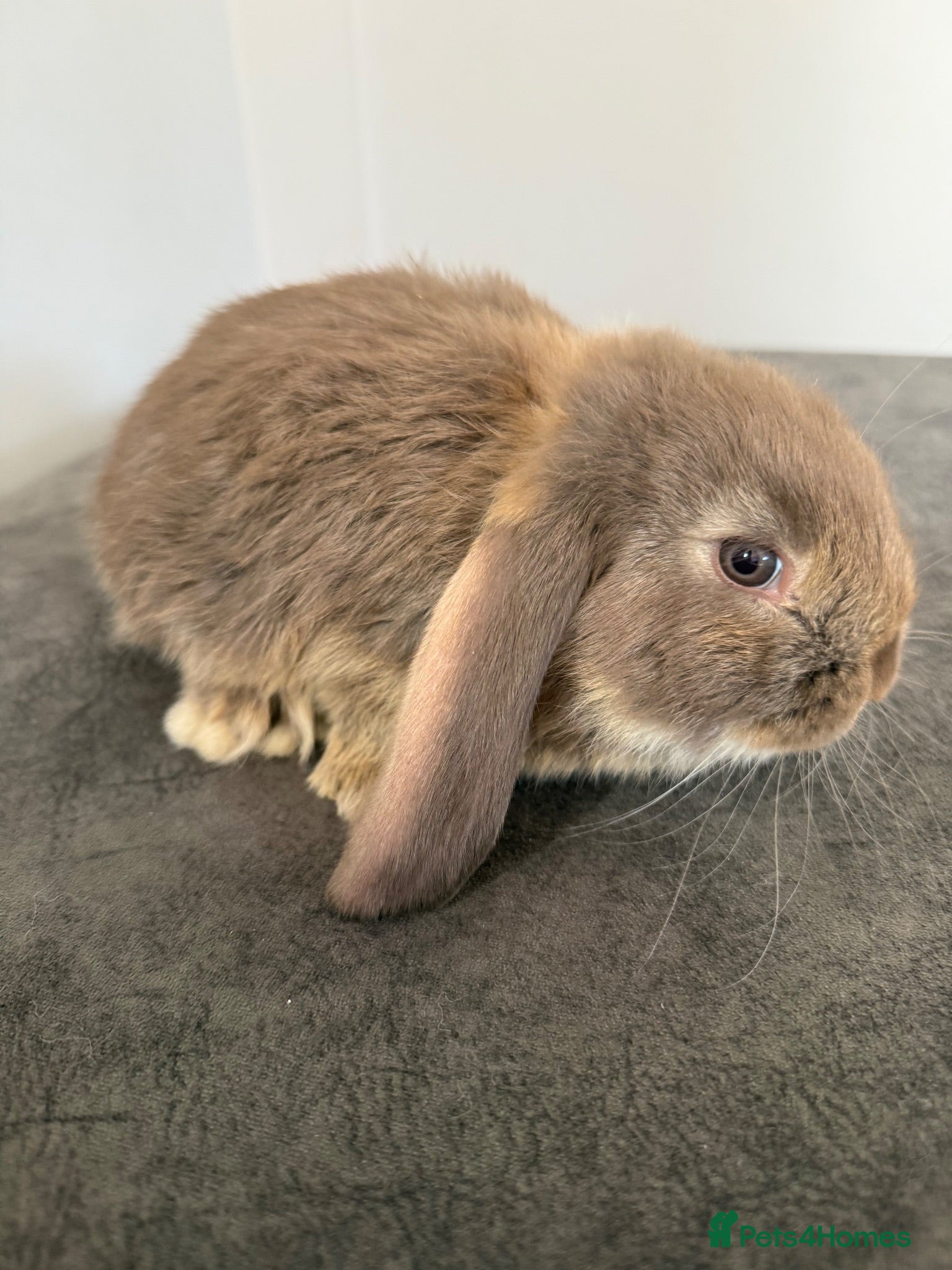 French Lop rabbits 💕Stunning pure bred French lops 💕 - Advert 15