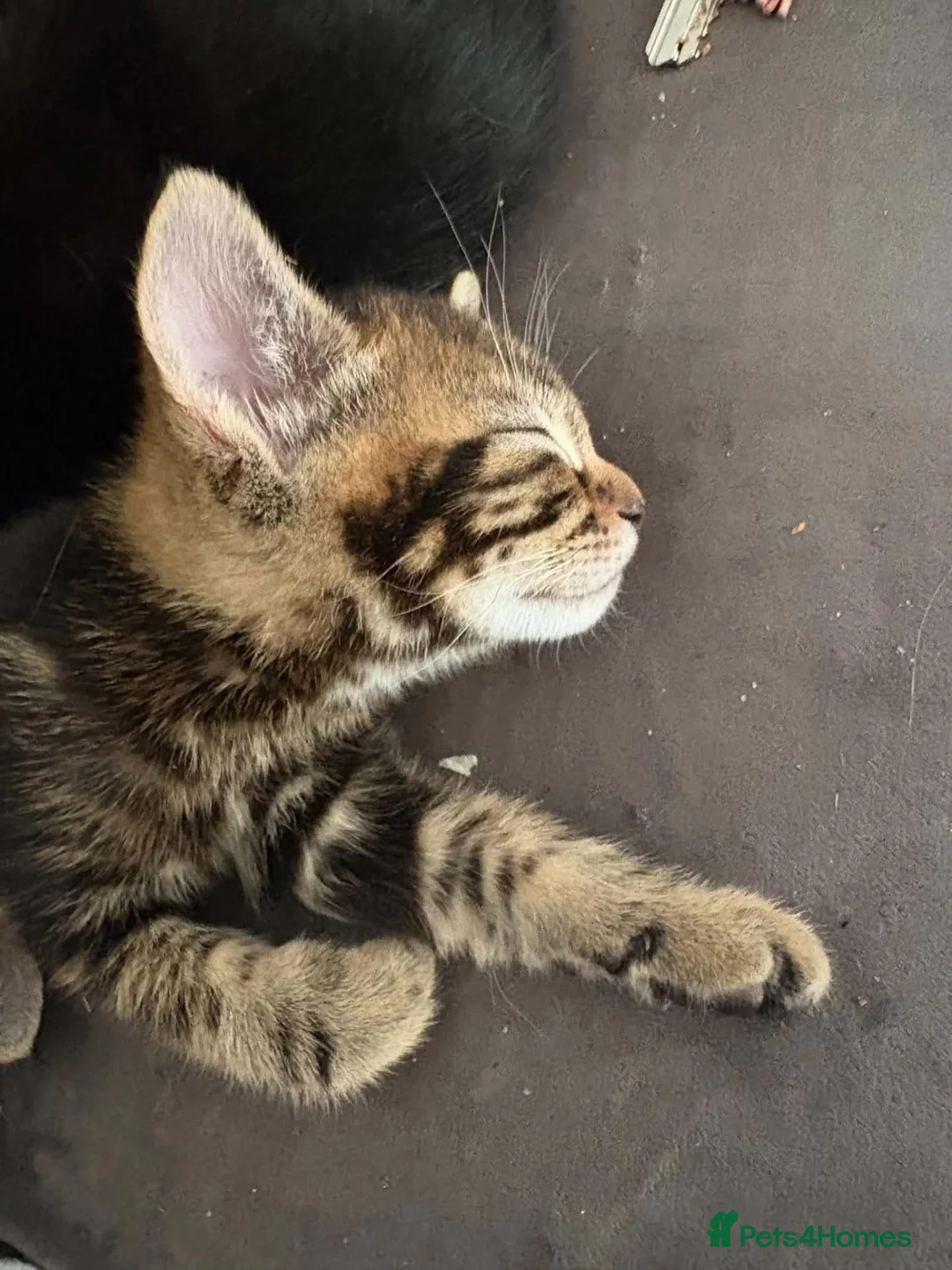 British Shorthair cats for sale: Kitten for sale - Advert 2
