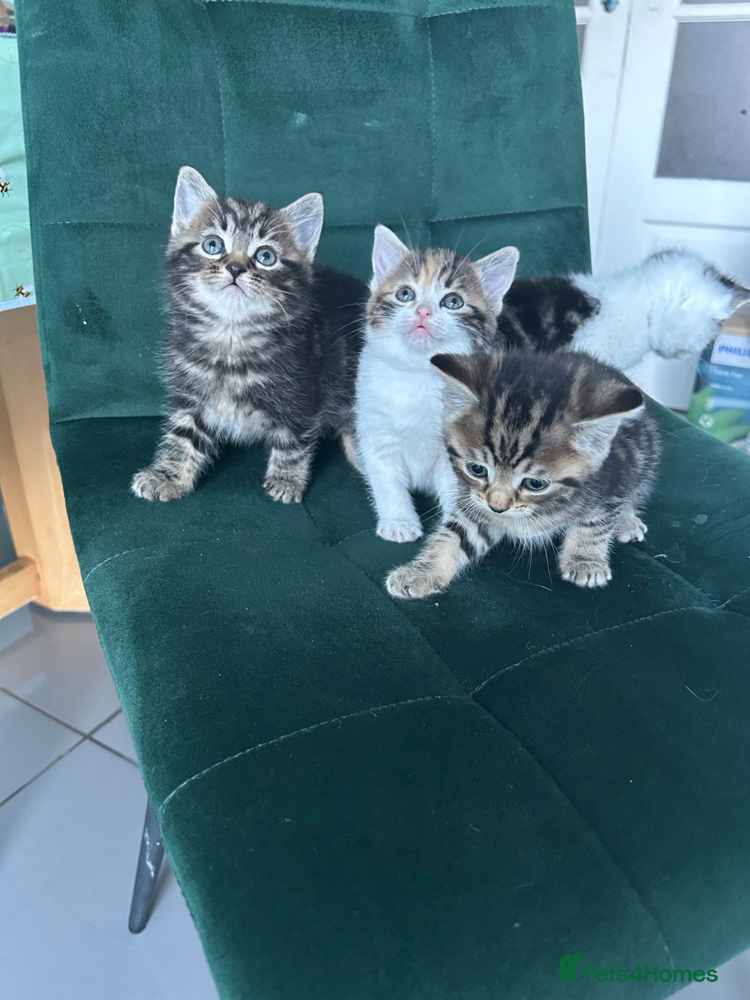 Norwegian Forest Cat cats     Four Adorable Kittens - Advert 2