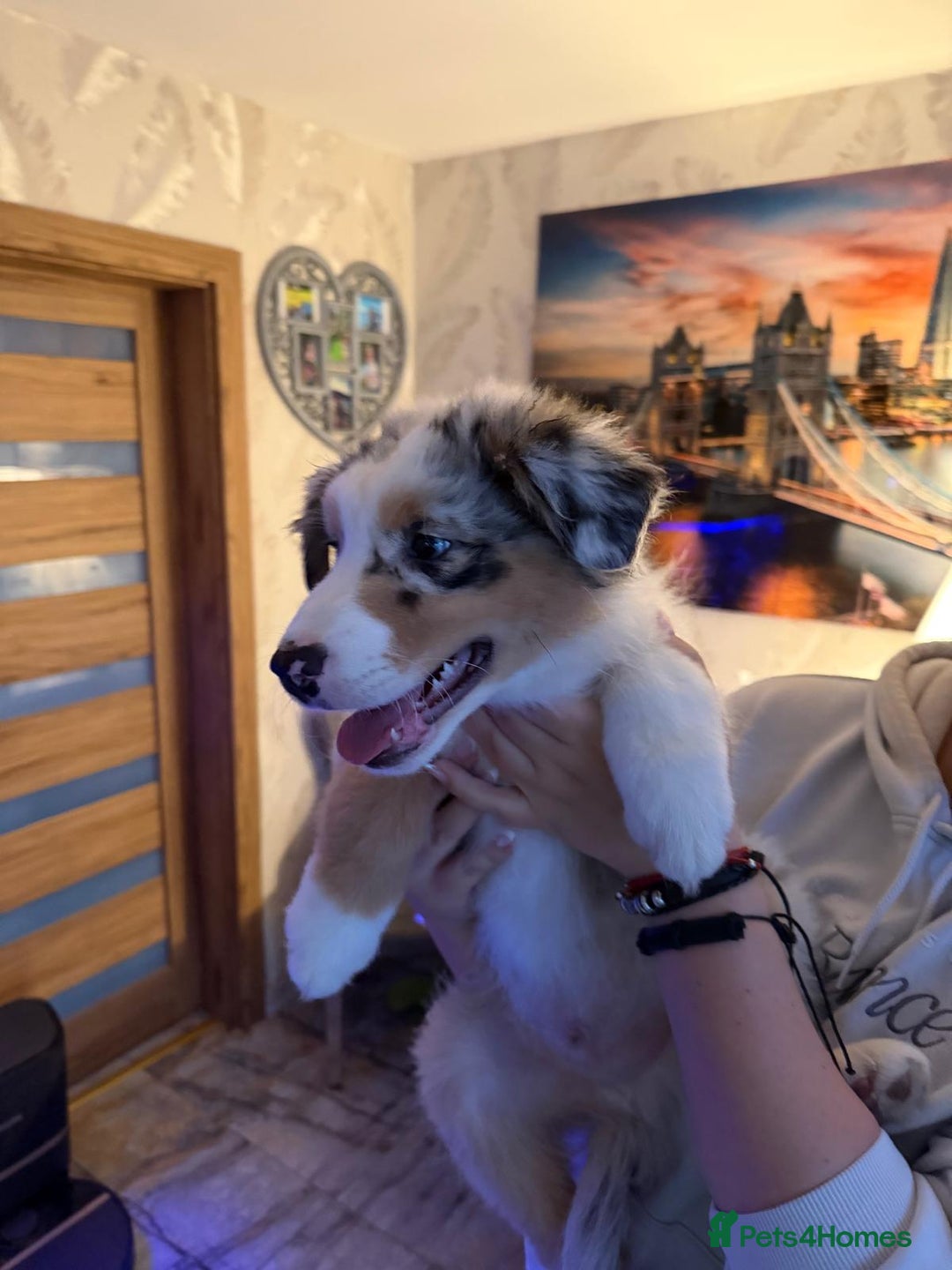 Australian Shepherd dogs for sale: Sweet boy  Australian Shepherd KC registration🥰 - Advert 17