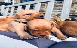 Labrador Retriever dogs for sale: Ready now!! Amazing red fox Labrador puppies  - Image 4