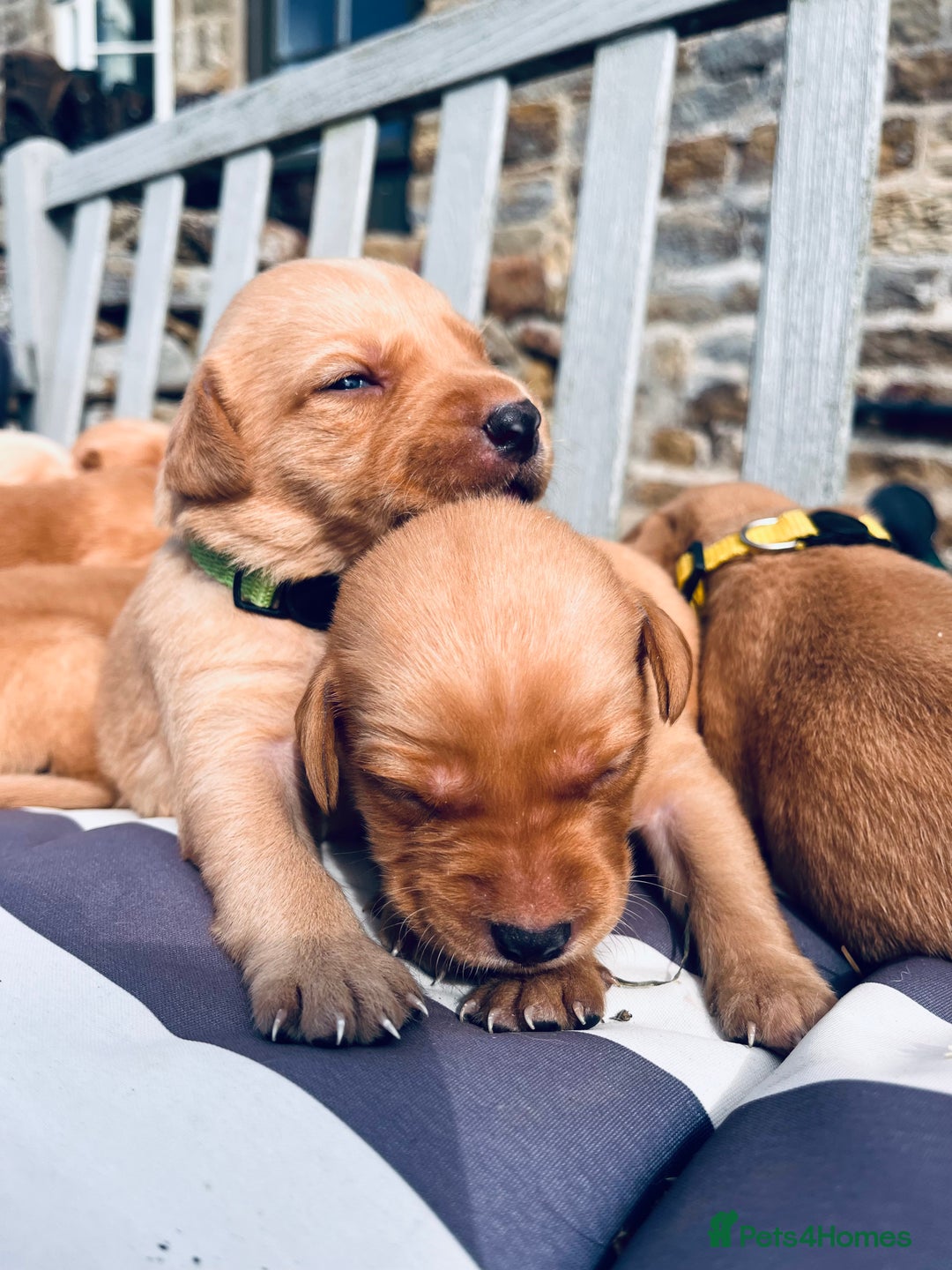 Labrador Retriever dogs for sale: Ready now!! Amazing red fox Labrador puppies  - Image 4